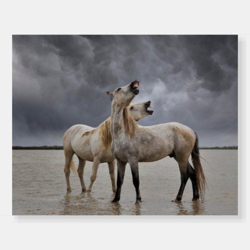 Pair of Camargue Horse Stallions Southern France Foam Board