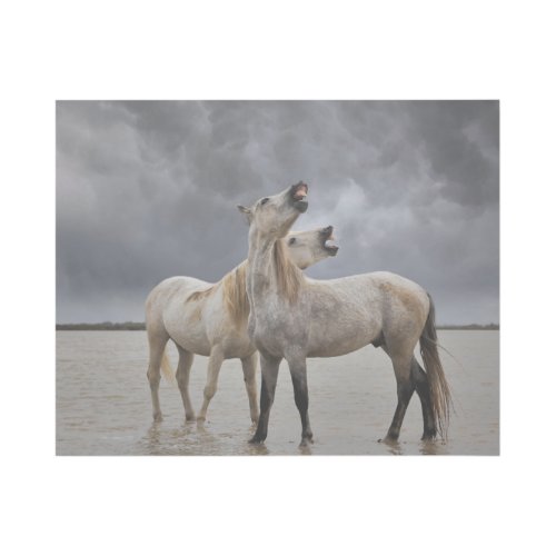 Pair of Camargue Horse Stallions Southern France Gallery Wrap
