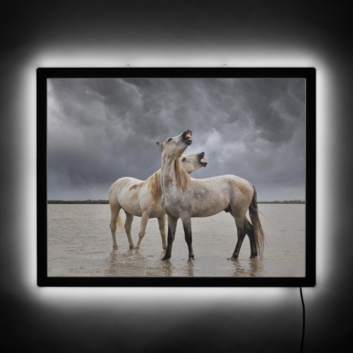 Pair of Camargue Horse Stallions Southern France LED Sign