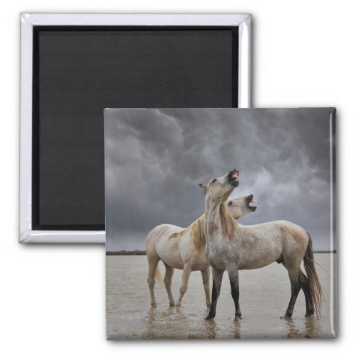 Pair of Camargue Horse Stallions Southern France Magnet