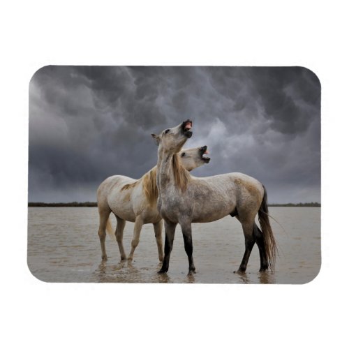 Pair of Camargue Horse Stallions Southern France Magnet