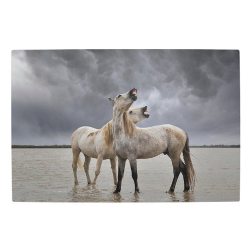 Pair of Camargue Horse Stallions Southern France Metal Print