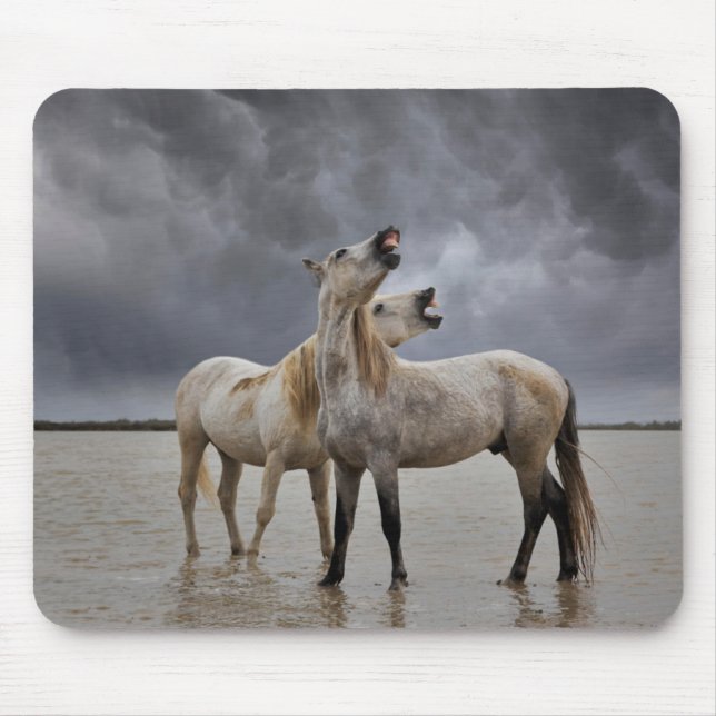 Pair of Camargue Horse Stallions, Southern France Mouse Pad (Front)