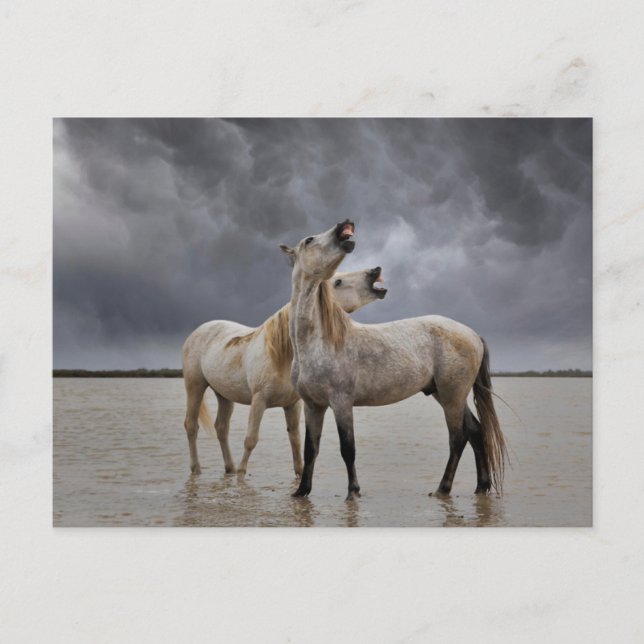 Pair of Camargue Horse Stallions, Southern France Postcard (Front)