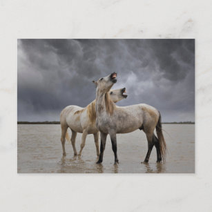 Pair of Camargue Horse Stallions, Southern France Postcard