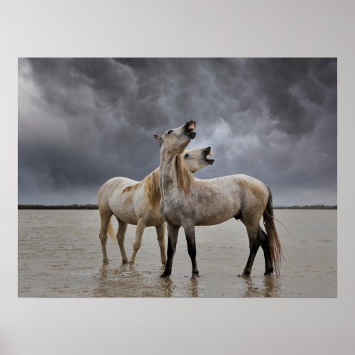 Pair of Camargue Horse Stallions Southern France Poster