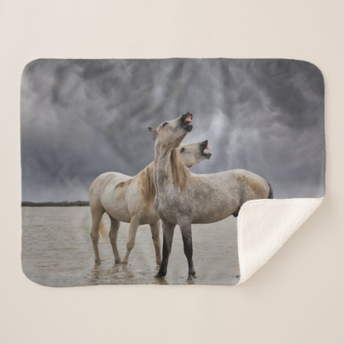Pair of Camargue Horse Stallions Southern France Sherpa Blanket