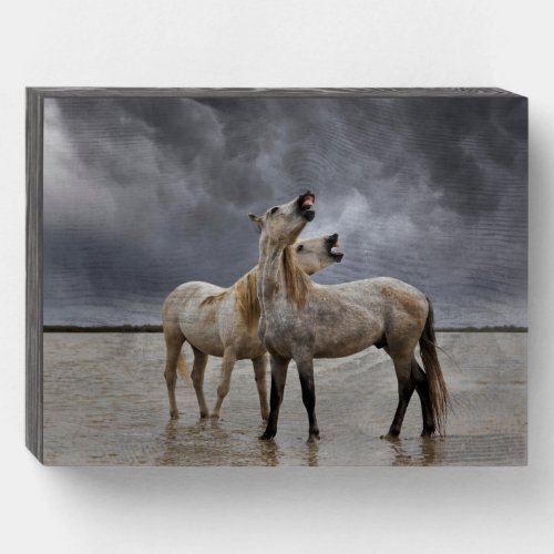 Pair of Camargue Horse Stallions Southern France Wooden Box Sign