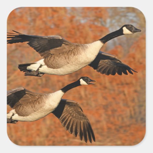 Pair of Canada Geese In Flight Square Sticker