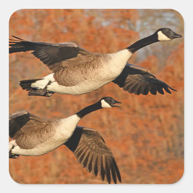 Goose Flight Sticker Pair of Canada Geese In Flight Square Sticker | Zazzle