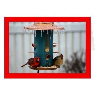 Pair of Cardinals at Icy BirdFeeder Card