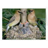 Pair of Cedar Waxwings with young (Front Horizontal)