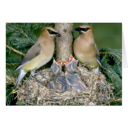 Pair of Cedar Waxwings with young Cards (Front Horizontal)