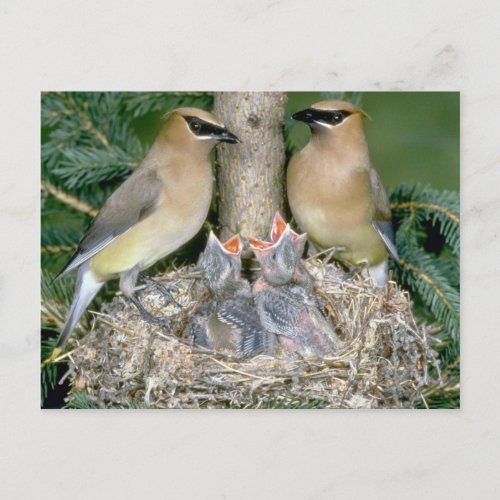 Pair of Cedar Waxwings with young Postcard