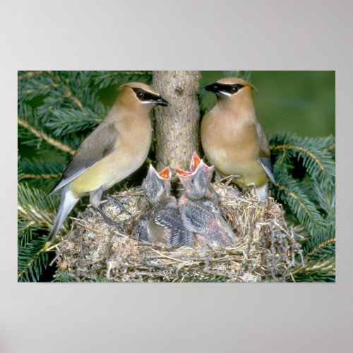 Pair of Cedar Waxwings with young Poster