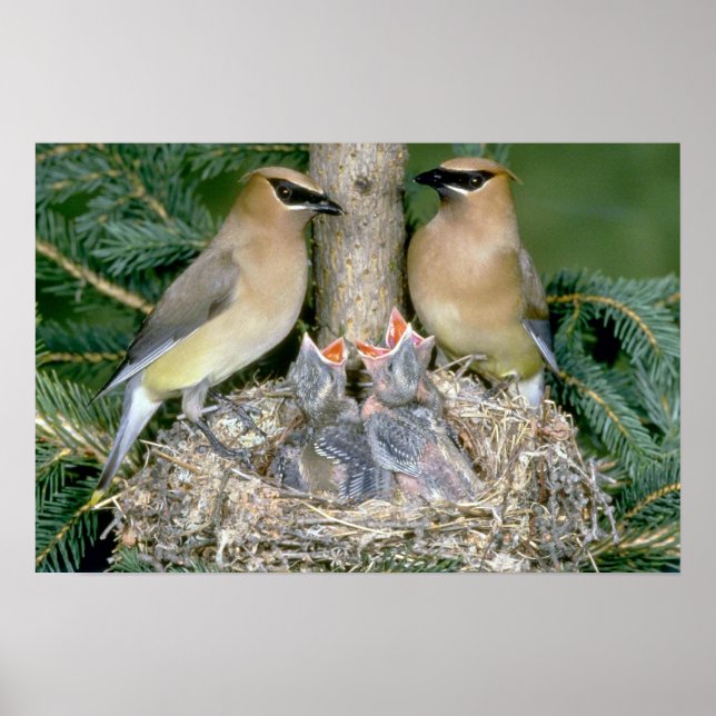 Pair of Cedar Waxwings with young Poster (Front)