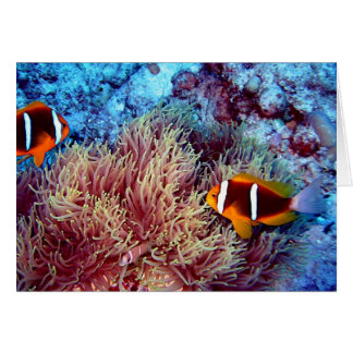 Pair of Clown in Exotic Anemonie Cards