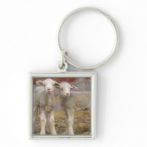 Pair of commercial Targhee Lambs Keychain