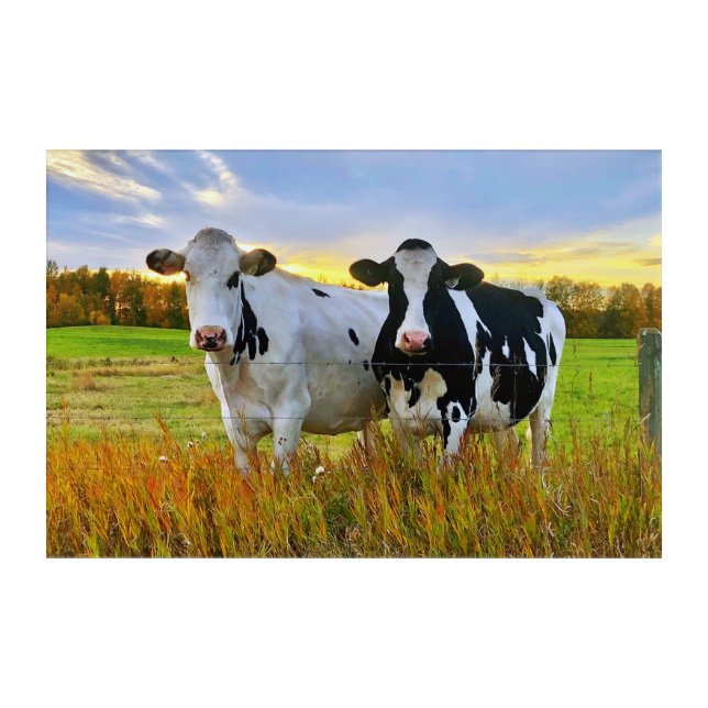 Pair of Cows in the Pasture Acrylic Print (Front)