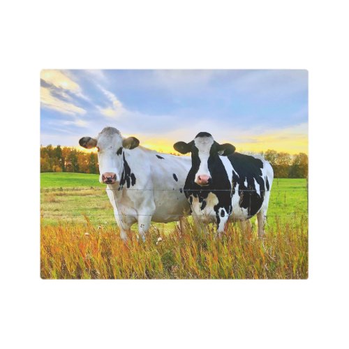 Pair of Cows in the Pasture Metal Print