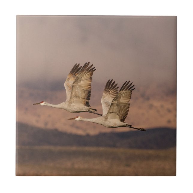 Pair of Cranes in the New Mexico Skies Ceramic Tile (Front)