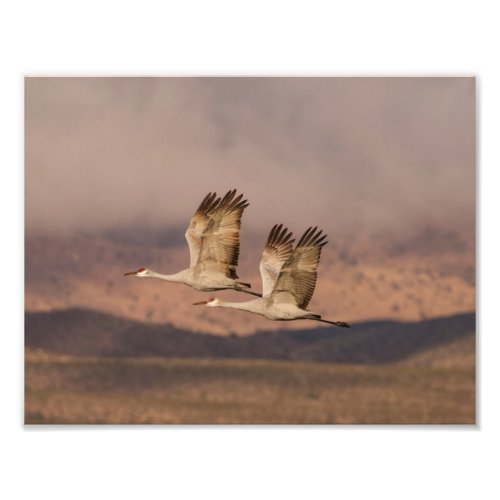 Pair of Cranes in the New Mexico Skies Photo Print