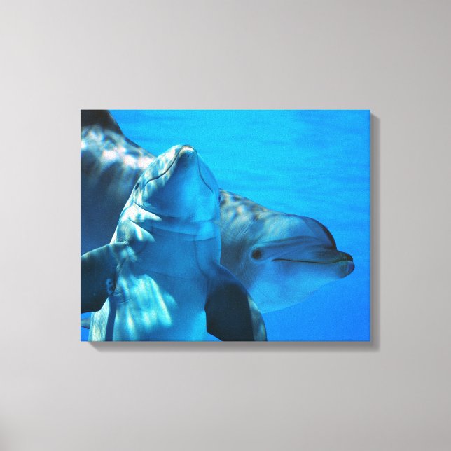 Pair of Curious Dolphins Picture Gallery Wrapped Canvas Print (Front)