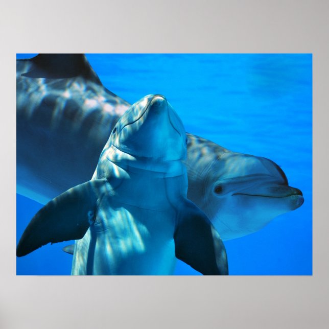 Pair of Curious Dolphins Poster (Front)