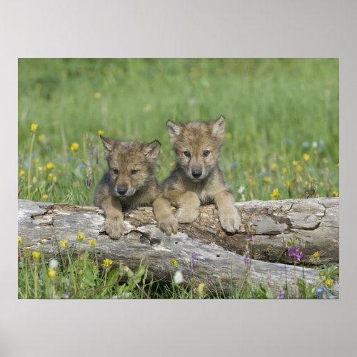 Pair of Cute Wolf Cubs Poster
