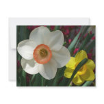 Pair of Daffodils Pink and Yellow Spring Flowers