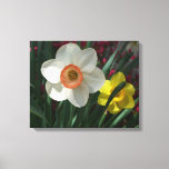 Pair of Daffodils Pink and Yellow Spring Flowers Canvas Print