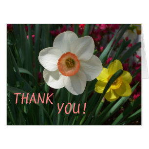 Pair of Daffodils Pink and Yellow Spring Flowers Card