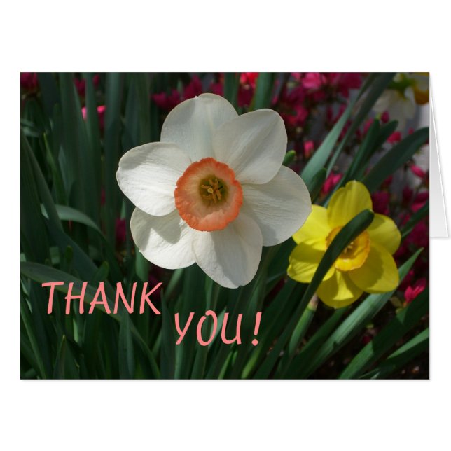 Pair of Daffodils Pink and Yellow Spring Flowers Card (Front Horizontal)