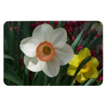 Pair of Daffodils Pink and Yellow Spring Flowers Magnet