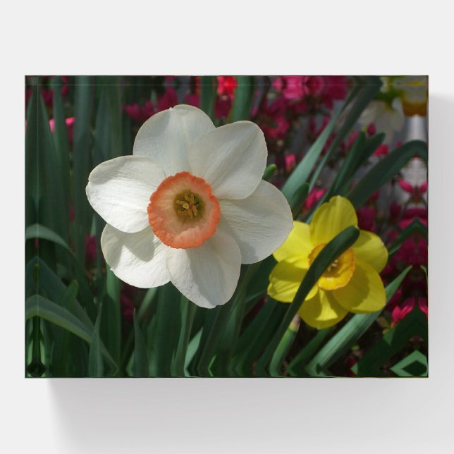 Pair of Daffodils Pink and Yellow Spring Flowers Paperweight (Front)