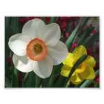 Pair of Daffodils Pink and Yellow Spring Flowers Photo Print