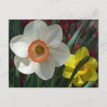 Pair of Daffodils Pink and Yellow Spring Flowers Postcard