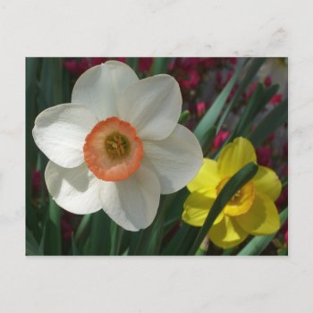 Pair Of Daffodils Pink And Yellow Spring Flowers Postcard by mlewallpapers at Zazzle