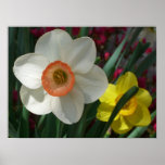 Pair of Daffodils Pink and Yellow Spring Flowers Poster