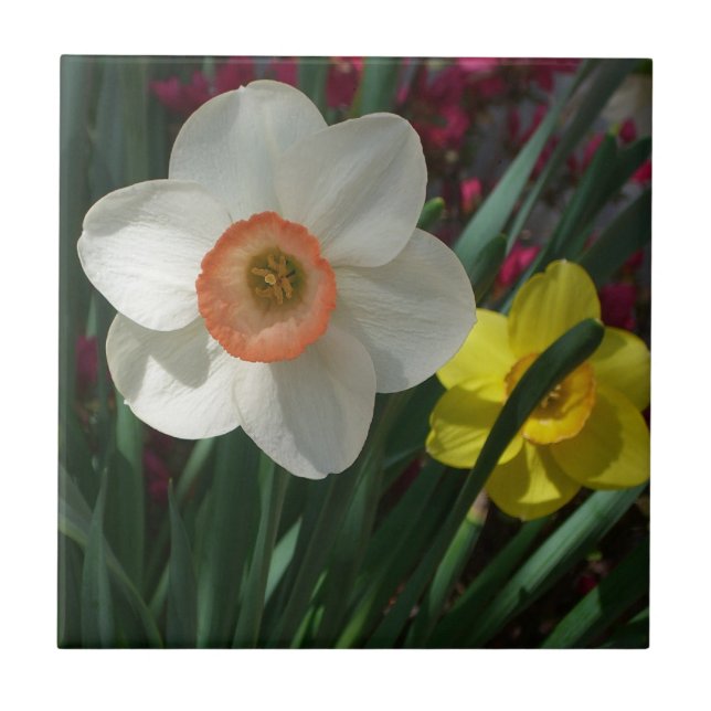 Pair of Daffodils Pink and Yellow Spring Flowers Tile (Front)