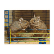 Pair of Degus at the Cage Door