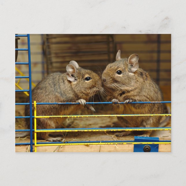 Pair of Degus at the Cage Door Postcard (Front)