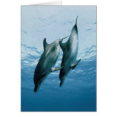 Pair of Dolphins (Front)