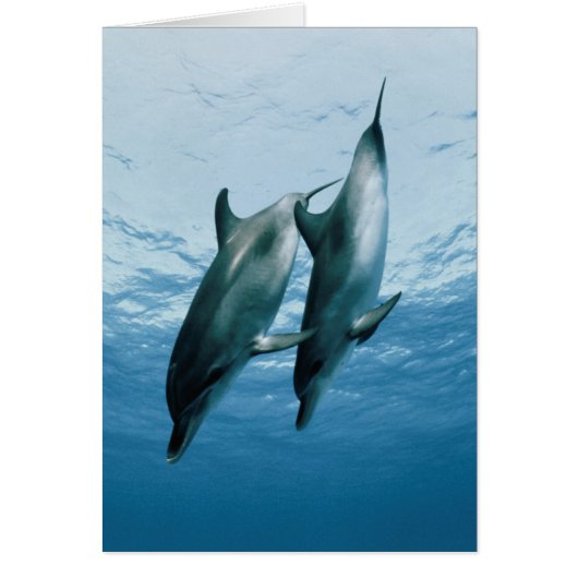 Pair of Dolphins Cards (Front)