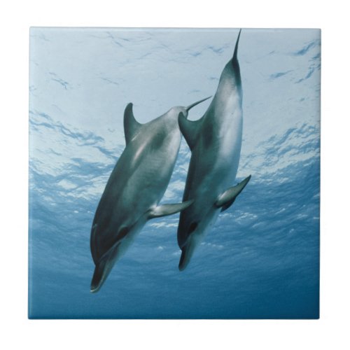 Pair of Dolphins Ceramic Tile