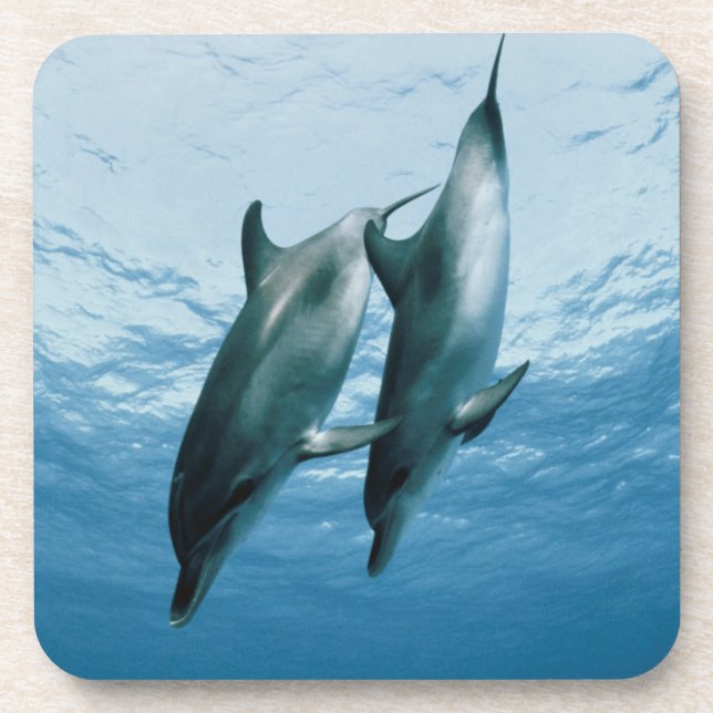 Pair of Dolphins Drink Coaster (Front)