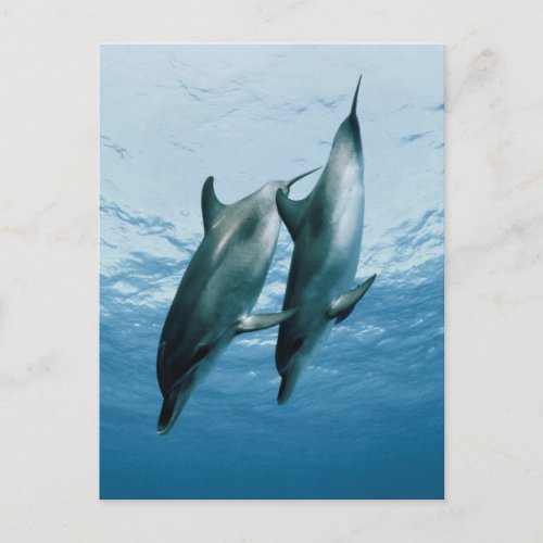 Pair of Dolphins Postcard