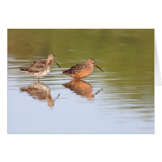 Pair of dowitchers cards (Front Horizontal)
