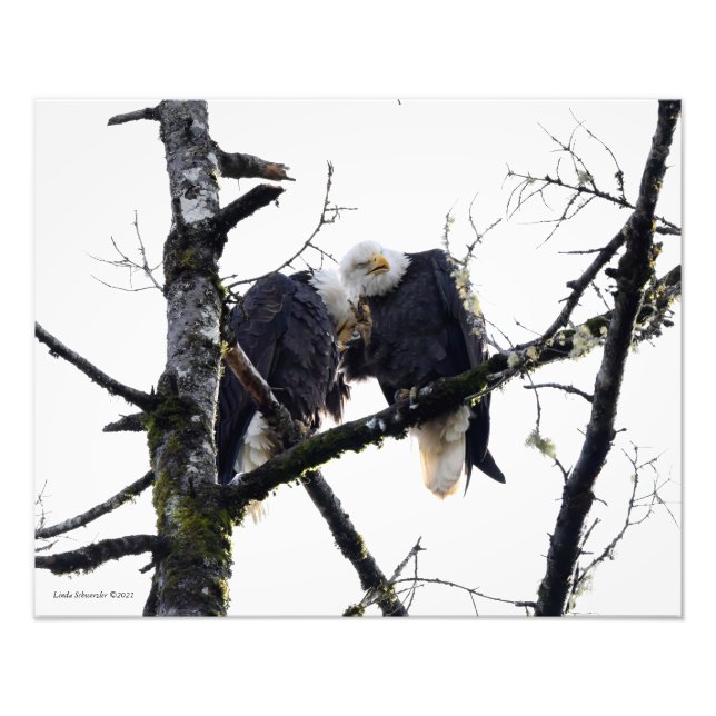 Pair of Eagles Having Fun! Photo Print (Front)