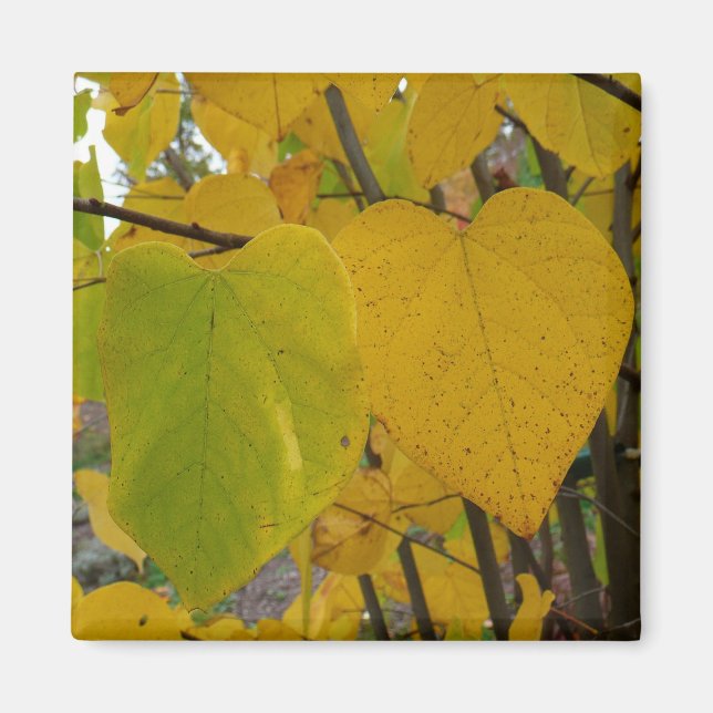 Pair of Fall Redbud Leaves Autumn Photography Magnet (Front)